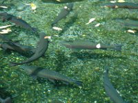 2005022043 Rotorua, New Zealand (February 22 - 23, 2005)