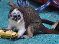 Lake Gatun and Rainforest