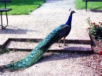 1993071244 Darrel & Betty Hagberg - Eastern European Vacation