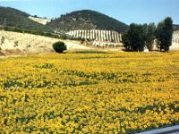 1990072314 Cordoba, Spain (August 2, 1990)