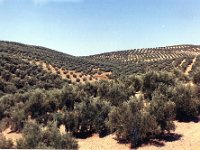 1990072320 Cordoba, Spain (August 2, 1990)