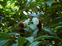 2005022190 Tahiti (February 27 - 28, 2005)