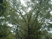 2005022201 Tahiti (February 27 - 28, 2005)