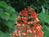 2005022202 Tahiti (February 27 - 28, 2005)