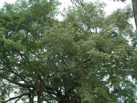 2005022208 Tahiti (February 27 - 28, 2005)