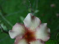 2005022214 Tahiti (February 27 - 28, 2005)