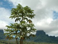 2005022262 Tahiti (February 27 - 28, 2005)