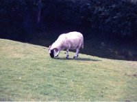 1986082260 Darrel & Betty Hagberg - England Wales Scotland